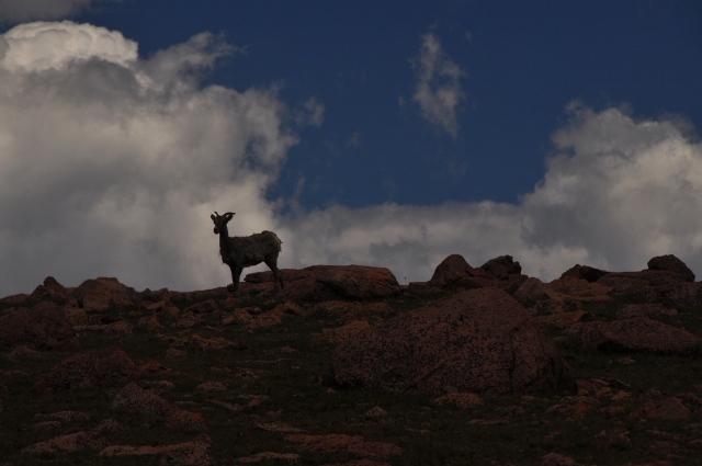 Bighorn Sheep on rocky slope
